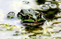 Wasserfrosch_802.jpg