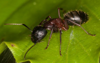 Camponotus_ligniperda-herculeanus_20190530_06.jpg