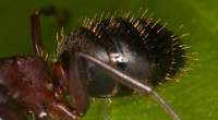 Camponotus_ligniperda-herculeanus_20190530_05.jpg