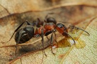 IMG_3542.JPGa.JPG (926.6 KiB) 18572-mal betrachtet IMG_3542.JPGa.JPG