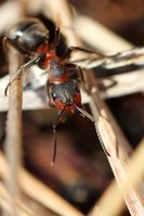 IMG_9589ps.jpg (614.29 KiB) 18569-mal betrachtet IMG_9589ps.jpg