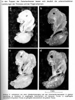 Bild 2-S. 20.jpg (617.88 KiB) 104265-mal betrachtet Bild 2-S. 20.jpg