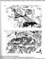 Bild-8-Hoden-S.-41-212.jpg (685.18 KiB) 104600-mal betrachtet Bild-8-Hoden-S.-41-212.jpg