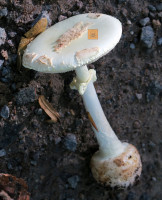 Amanita-2.jpg