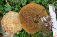 4-Suillus2Poren_2137.jpg