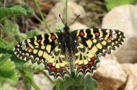 1-Zerynthia web-4951.jpg (179.49 KiB) 136667-mal betrachtet 1-Zerynthia web-4951.jpg