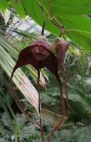 3-Aristol.tricaudata. 165.jpg (434.36 KiB) 135543-mal betrachtet 3-Aristol.tricaudata. 165.jpg