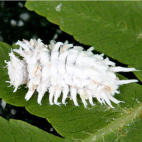 mealybug predator larva.jpg