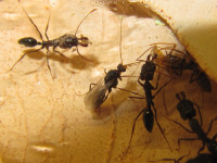 Odontomachus Männchen aufgestanden.JPG