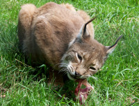 3a-Luchs-073.jpg