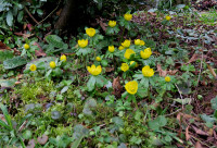 Eranthis_2546.jpg