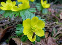 Eranthis-Det._2545.jpg