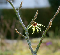 Hamamelis_2559.jpg