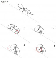 Fig.2,-Rollen,-Schema.jpg