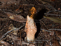 Stinkhorn_phallus_indusiatus.jpg