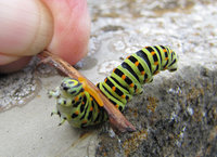 2-Osmaterium_3286.jpg (123.12 KiB) 22609-mal betrachtet 2-Osmaterium_3286.jpg