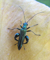 Oedemera_4275.jpg