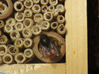 Osmia cornuta an 14mm Nestverschluss.JPG