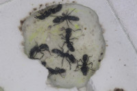 20200418 Ectomomyrmex astutus.JPG