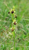 Ophrys-937.jpg