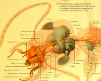 2-Nervensystem-web_847.jpg (941.43 KiB) 192100-mal betrachtet 2-Nervensystem-web_847.jpg