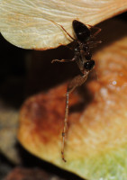 DSCN8380s.JPG (462.12 KiB) 299670-mal betrachtet DSCN8380s.JPG