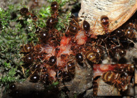 DSCN8296s.JPG (925.31 KiB) 299670-mal betrachtet DSCN8296s.JPG