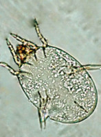 house_dust_mite.jpg