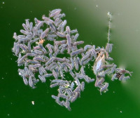 Collembola-1-350.jpg