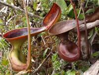 Nepenthes-sp..jpg
