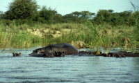 1-Hippos-420.jpg