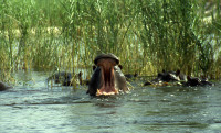 2-Hippo2-423.jpg