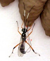 3-Ichneumon.-tx.jpg