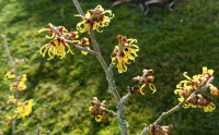 5-Hamamelis_409.jpg