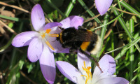 3-Bombus_516+.jpg