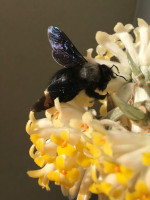 Männchen Xylocopa violacea.jpg