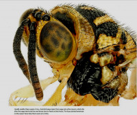 Chalcicid-wasp.jpg