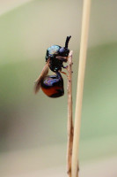 IMG_7646 AP.JPG (569.89 KiB) 87816-mal betrachtet IMG_7646 AP.JPG