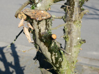 5-Hainbuche.jpg (684.89 KiB) 96101-mal betrachtet 5-Hainbuche.jpg