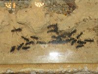 20210403 Neoponera Nest.JPG