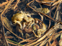 5-Bufo_623.jpg