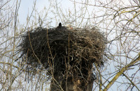Storch-im-Nest_678.jpg