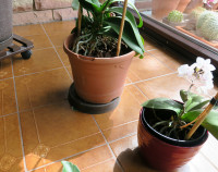 A-L.br.Köder_3785.jpg (684.22 KiB) 366623-mal betrachtet A-L.br.Köder_3785.jpg