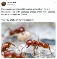 A.Wild Polyergus.jpg