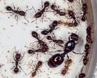 Str.test. P. Amcha.jpg (82.34 KiB) 35739-mal betrachtet Str.test. P. Amcha.jpg