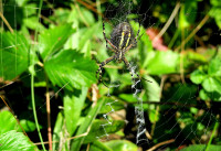 2-Argiope-brue-fett._4169.jpg