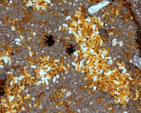 DSC05795.JPG (1.52 MiB) 14758-mal betrachtet DSC05795.JPG