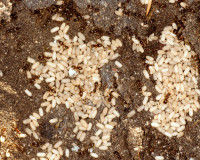 DSC05819.JPG (1.25 MiB) 14758-mal betrachtet DSC05819.JPG