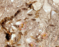 DSC05862.JPG (1.36 MiB) 14758-mal betrachtet DSC05862.JPG