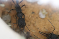 Harpegnathos venator mit Milben.JPG